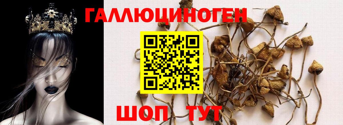 закладка  Псилоцибиновые грибы Magic Shrooms  Вход с VPN  Севастополь 
